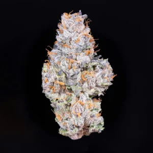 Gelato 41